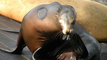 Sea Lions