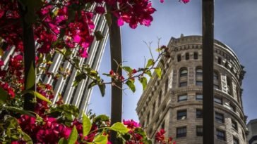 roses and architecture