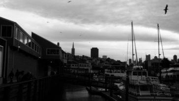 Birds soar over pier 33 1