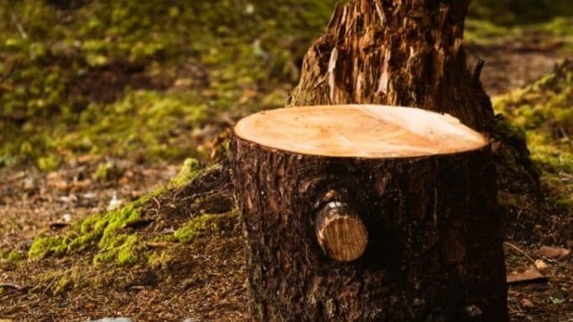 Why Stump Grinding Is Essential for a Safe and Beautiful Property ...