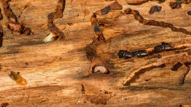 The Ultimate Guide to Termite Inspection in Sunshine Coast