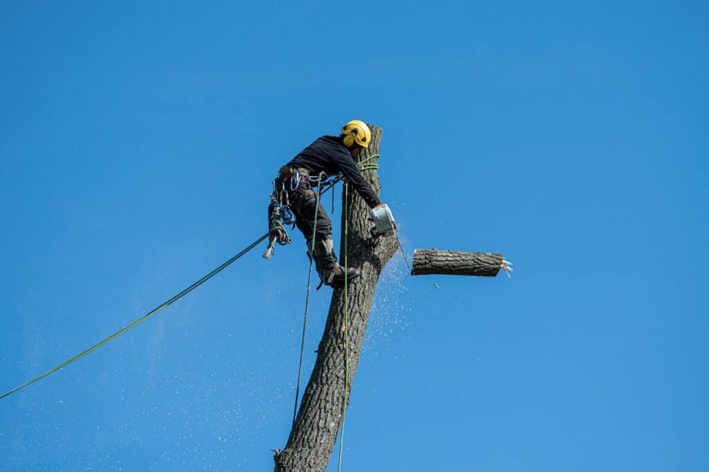 tree removal rockhampton