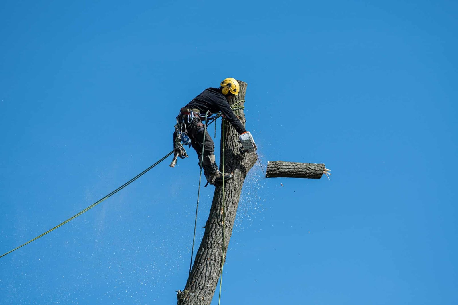 The Ultimate Guide to Tree Removal in Rockhampton – Arturo Alvarez ...